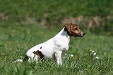 JACK RUSSEL 058